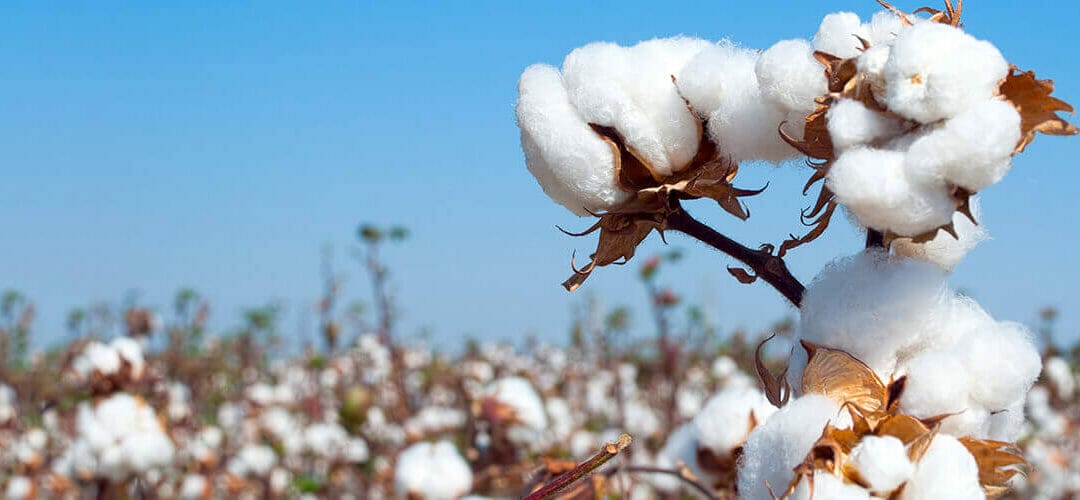 The cost of cotton: What if the price goes up?